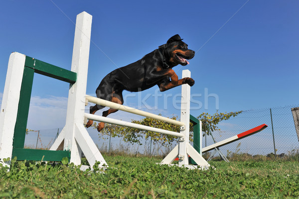 Rottweiler mozgékonyság fajtiszta ugrik képzés égbolt Stock fotó © cynoclub