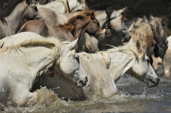 herd of Camargue horses Stock photo © cynoclub