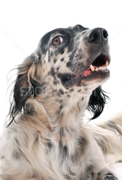 english setter Stock photo © cynoclub