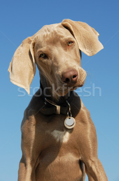 puppy weimaraner Stock photo © cynoclub