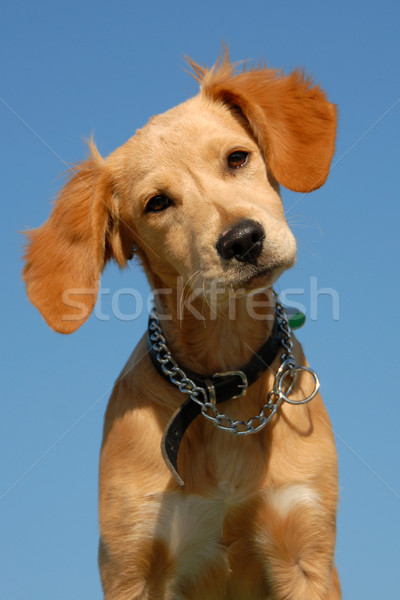 puppy brittany spaniel Stock photo © cynoclub