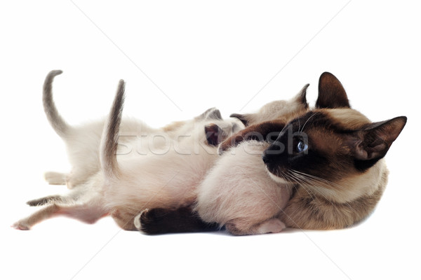 котенка матери красивой белый семьи Сток-фото © cynoclub