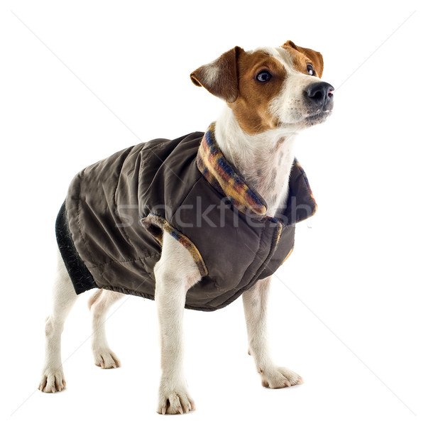 jack russel terrier with coat Stock photo © cynoclub