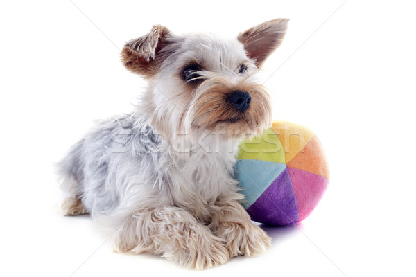 Yorkshire terrier bola retrato branco Foto stock © cynoclub