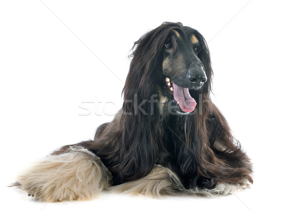 afghan dog Stock photo © cynoclub