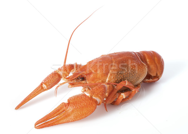 river crayfish Stock photo © cynoclub