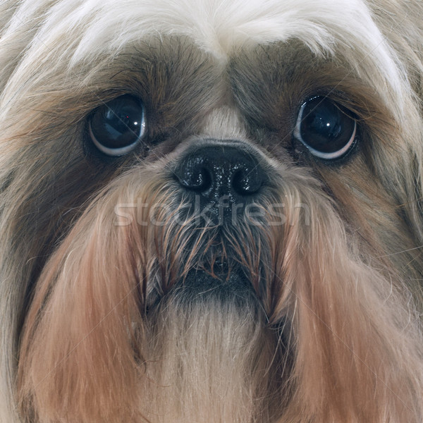 Shih Tzu Stock photo © cynoclub