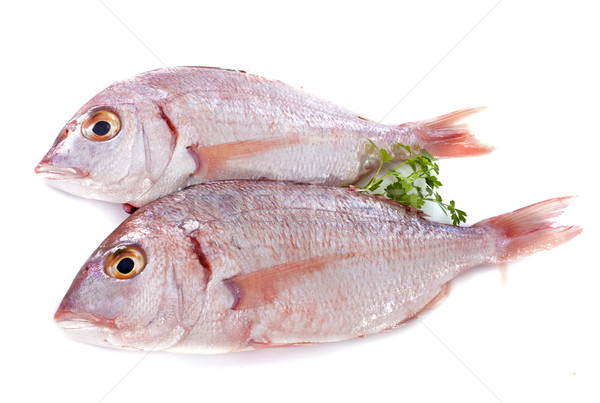 Red Snapper Stock photo © cynoclub