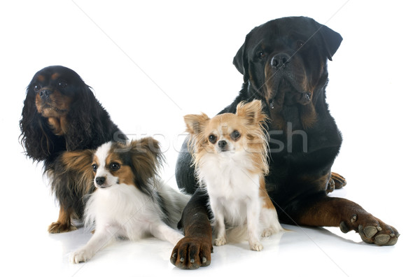 Négy kutyák fehér fekete fiatal kutyakölyök Stock fotó © cynoclub