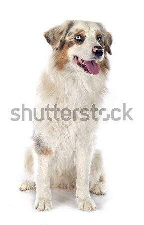 Australiano pastor blanco perro azul mascota Foto stock © cynoclub