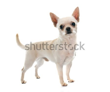 Foto stock: Jóvenes · perro · blanco · estudio · cachorro · masculina