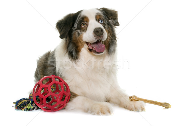 brown australian shepherd Stock photo © cynoclub