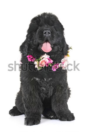 Briard in studio Stock photo © cynoclub