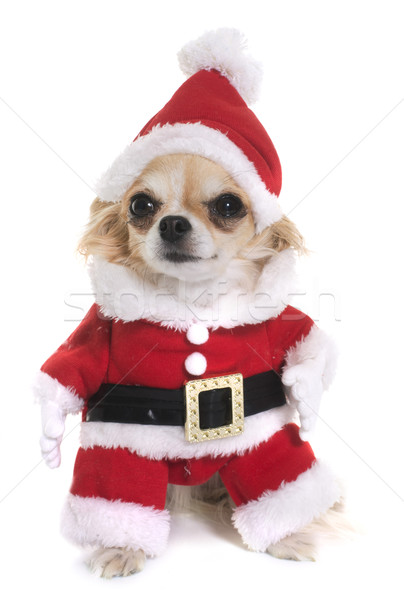 santa claus chihuahua Stock photo © cynoclub