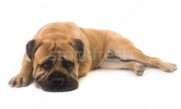 Cachorro touro mastim cão animal animal de estimação Foto stock © cynoclub