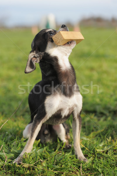 puppy chihuahua and stick Stock photo © cynoclub