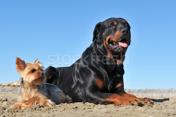 Rottweiler yorkshire terriyer portre plaj Stok fotoğraf © cynoclub