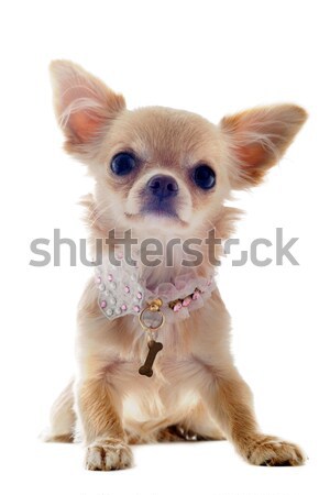 Stock photo: chihuahua and flower