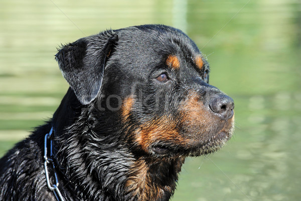 Humide rottweiler portrait rivière chien [[stock_photo]] © cynoclub