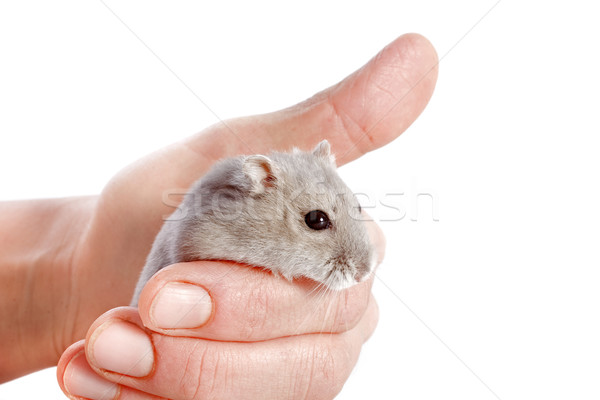 Hamster portret cute hand witte studio Stockfoto © cynoclub