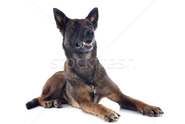 malinois Stock photo © cynoclub
