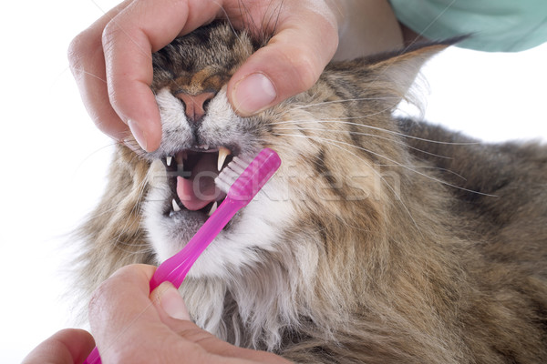 Imagine de stoc: Maine · pisică · periuţă · de · dinţi · studio · medicină · curăţenie