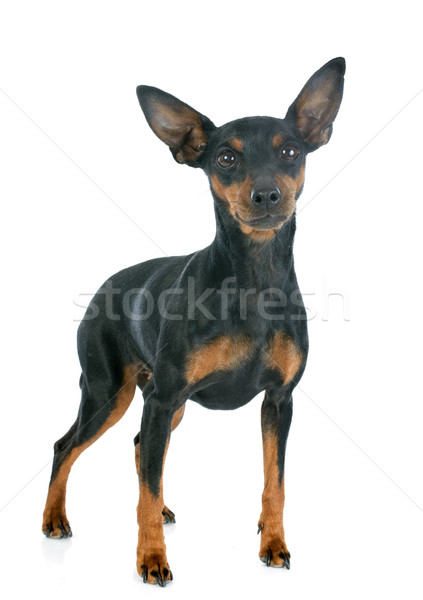 miniature pinscher Stock photo © cynoclub