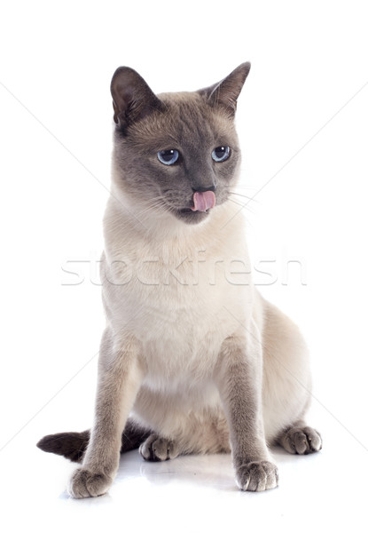 Siamese Cat Stock photo © cynoclub