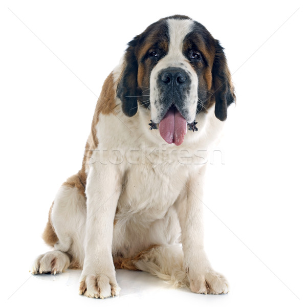 Stock photo: Saint Bernard