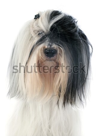 coton de tulear Stock photo © cynoclub