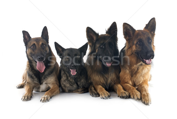 Stock photo: four sheepdogs