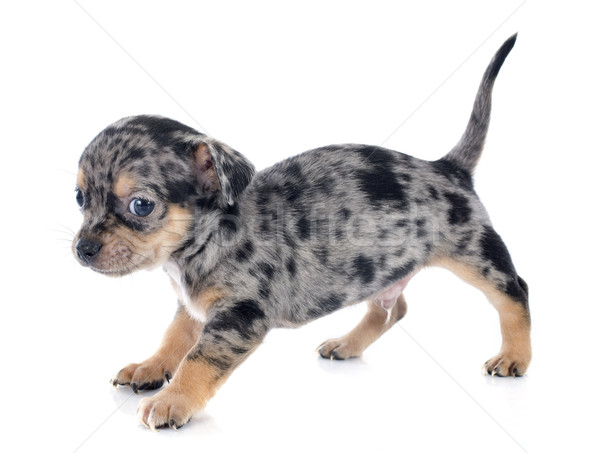 puppy chihuahua Stock photo © cynoclub