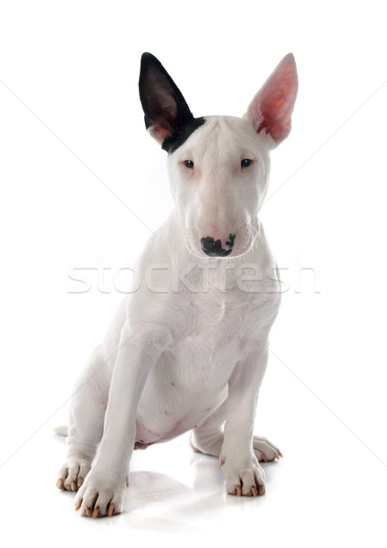Kutyakölyök bika terrier fehér fekete fiatal Stock fotó © cynoclub