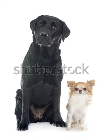 puppies pug Stock photo © cynoclub