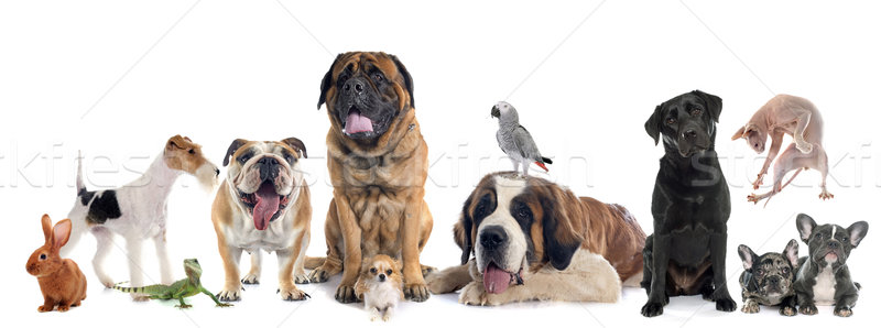Stock photo: group of pet