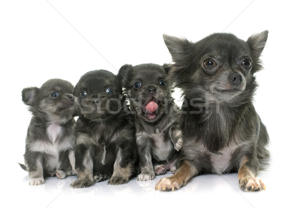 adult and puppies chihuahua Stock photo © cynoclub