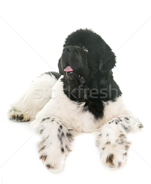 black and white newfoundland dog Stock photo © cynoclub