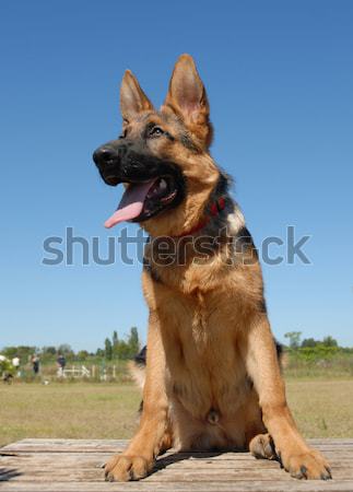 puppy german shepherd Stock photo © cynoclub