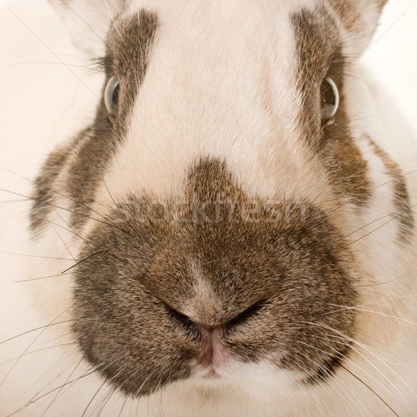 à carreaux géant lapin blanche ferme noir [[stock_photo]] © cynoclub