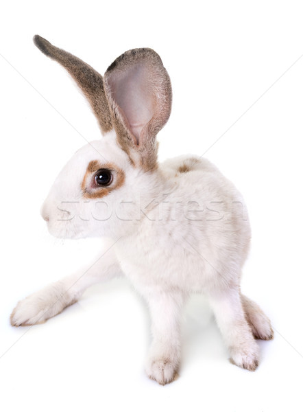 à carreaux géant lapin blanche Photo stock © cynoclub