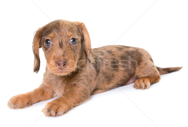puppy Wire-haired Dachshund Stock photo © cynoclub