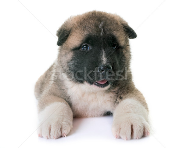 puppy american akita Stock photo © cynoclub