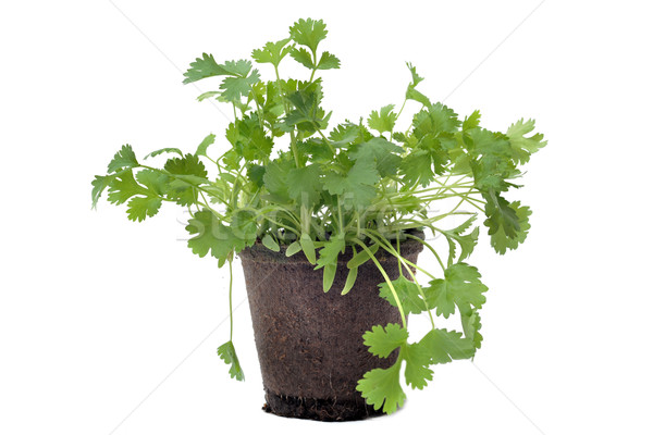 cilantro in pot isolated Stock photo © cynoclub
