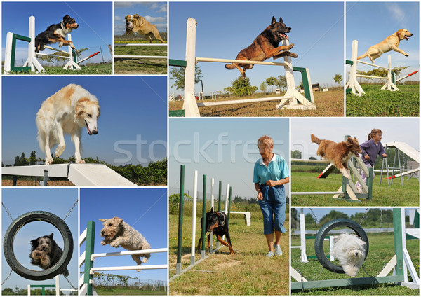 Mozgékonyság összetett kép fajtiszta kutyák képzés Stock fotó © cynoclub