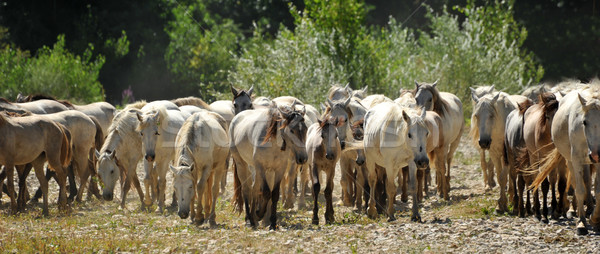 herd of Camargue horses Stock photo © cynoclub