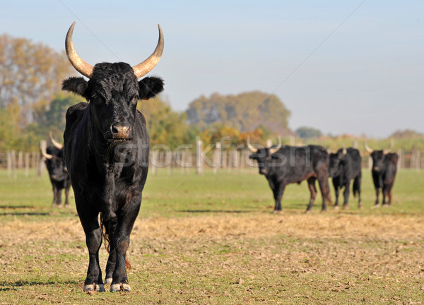 Camargue bull Stock photo © cynoclub