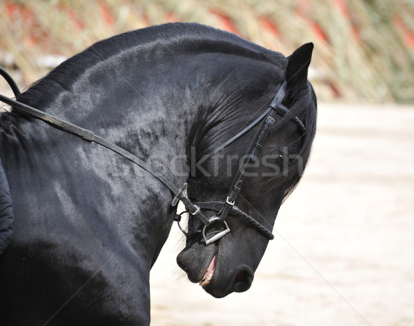 Armasar negru dinţi cap frumos una Imagine de stoc © cynoclub