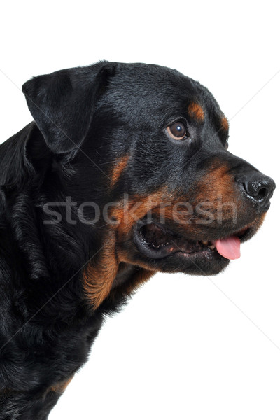 Stok fotoğraf: Rottweiler · portre · beyaz · siyah · kafa