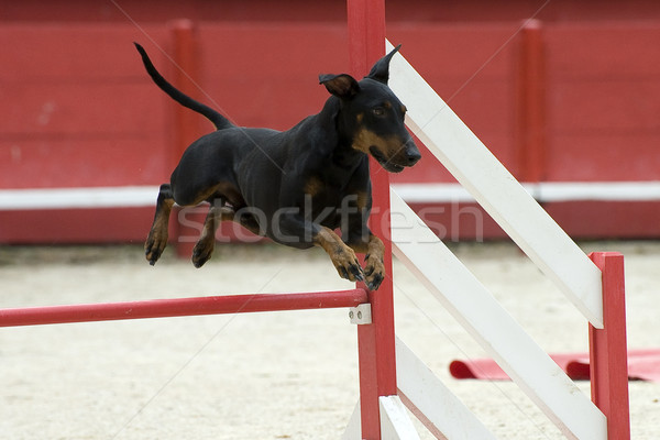 Manchester terrier mozgékonyság portré fajtiszta verseny Stock fotó © cynoclub