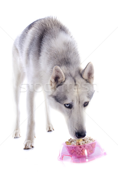 eating siberian husky Stock photo © cynoclub
